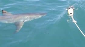 Requin Gansbaai