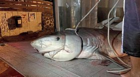 Requin La Réunion