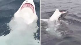 requin nage dos