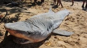 Un requin tigre retrouvé éventré