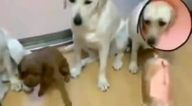 solidarité chiens