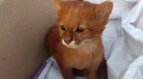 Un chaton qui est en réalité un bébé puma