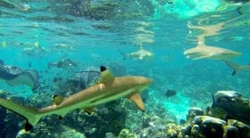 Un enfant de 9 ans mordu par un requin