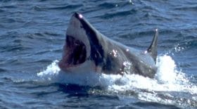 Un kayakiste se fait attaquer par un requin blanc
