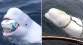 video beluga rugby