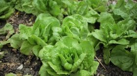 10) 373 kilogrammes de cannabis étaient cachés parmi les salades