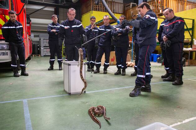 7) Deux serpents se promènent dans la caserne des pompiers