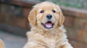Attention en câlinant votre chiot !