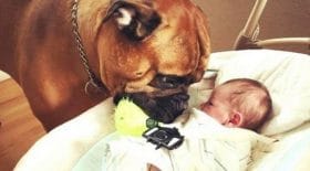 Découvrez la jolie réaction de ce chien