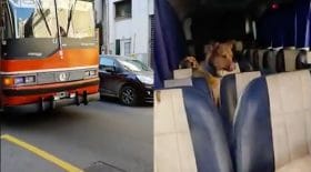 Bus animalier