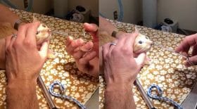 ce chaton a quelque chose de surprenant dans le nez