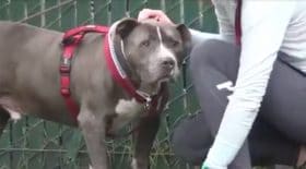 Ce chien verse une larme quand il comprend que ses maîtres viennent de l'abandonner