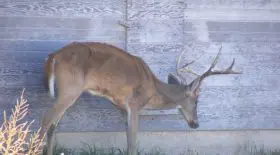 Cerfs contaminés par une maladie similaire à la vache folle