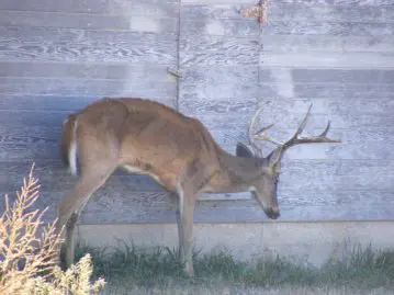 Cerfs contaminés par une maladie similaire à la vache folle