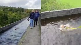 Chien qui préfère nager plutot que de marcher