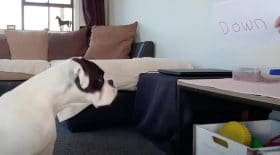 Chien