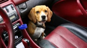Chien voiture