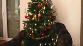 chiens Noël