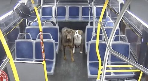 deux chiens sont recueillis par une chauffeuse de bus