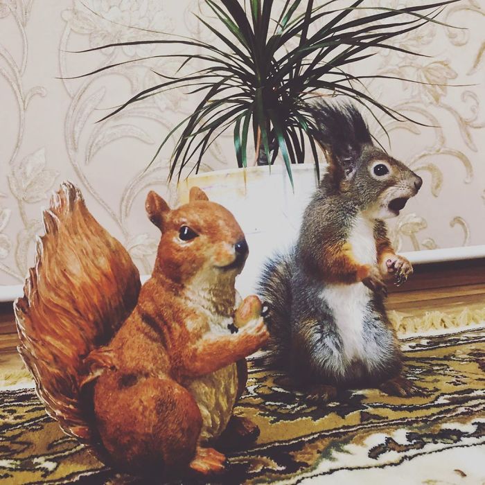 Écureuil meilleurs amis 5