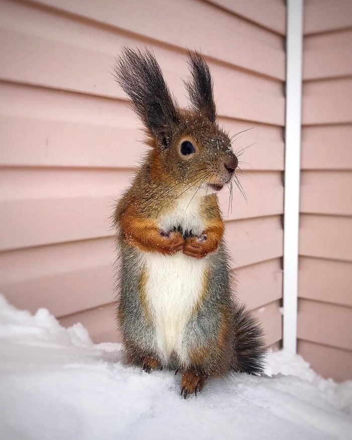 Écureuil meilleurs amis 6