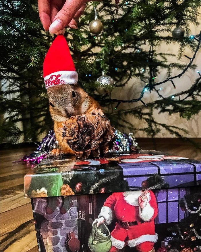 Écureuil meilleurs amis 7