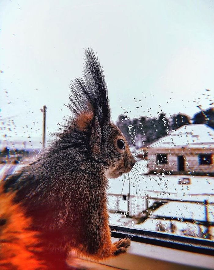 Écureuil meilleurs amis 8