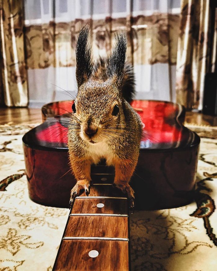 Écureuil meilleurs amis 9