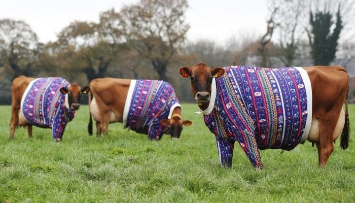 En Angleterre, même les vaches portent des pulls de Noël