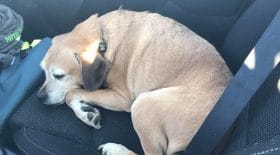 Une femme mourante n'a pas le droit de voyager avec son chien