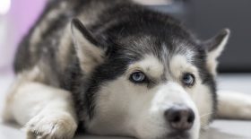 chien Husky