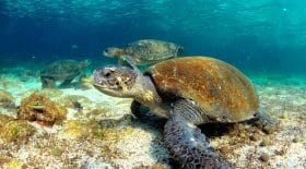 îles galapagos pétrole