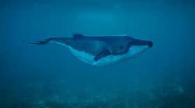 incroyable-rythme-cardiaque-baleine-passe-30-a-2-battements-par-minute