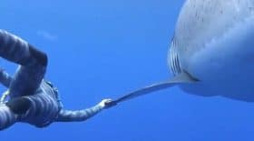la-video-de-cette-plongeuse-nageant-a-cote-dun-grand-requin-blanc-devient-virale