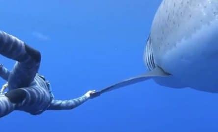 la-video-de-cette-plongeuse-nageant-a-cote-dun-grand-requin-blanc-devient-virale