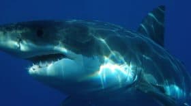 Mort d'un requin blanc