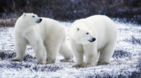 ours blanc peint