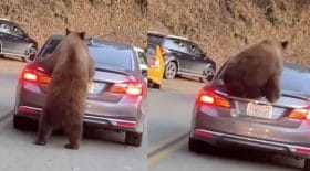 ours qui monte sur une voiture
