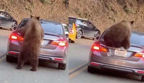 ours qui monte sur une voiture