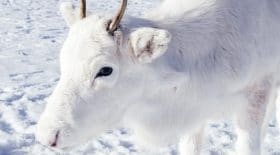 Découvrez cet adorable bébé renne blanc