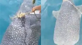 requin-baleine
