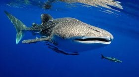 Un requin demande de l'aide à des pêcheurs