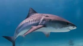 requin tigre deux bras retrouvés ile réunion