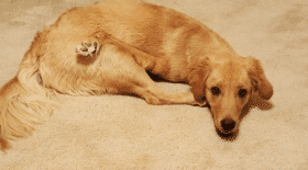 Une chienne née avec une malformation aux pattes