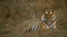 tigre