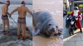 top faits divers insolite
