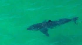 Attaque de requin aux Seychelles