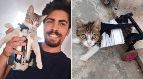 tunisien fabrique prothèses animaux