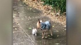 Un chien au grand cœur