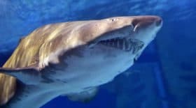 Un surfeur grièvement blessé par un requin